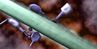 Bacteriophage T4 Virus, FEI Courtesy: Images